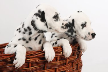 Dalmatian puppy clipart