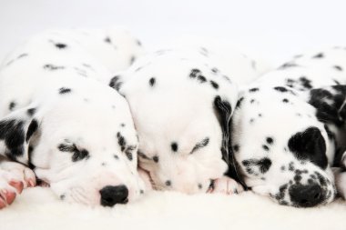 Dalmatian puppy clipart
