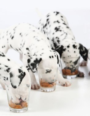 Dalmatian puppy clipart