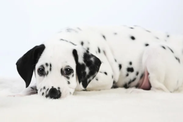 Cãozinho dálmata — Fotografia de Stock