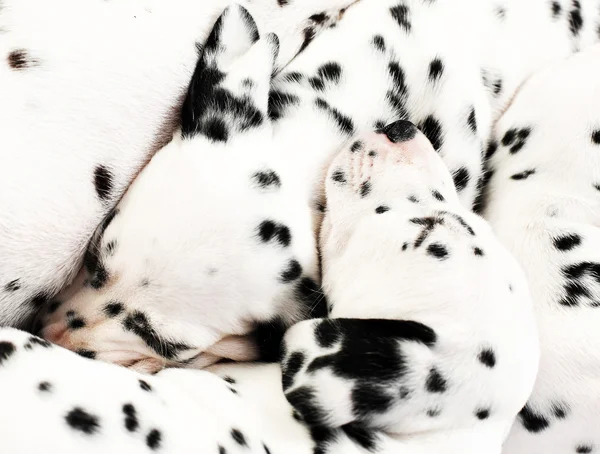 Chiot dalmatien — Photo