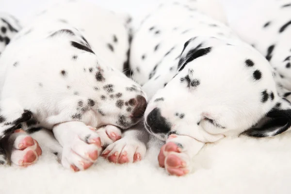 Cachorro dálmata — Foto de Stock