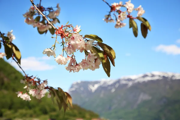 stock image Cherry blossoms in the mountains