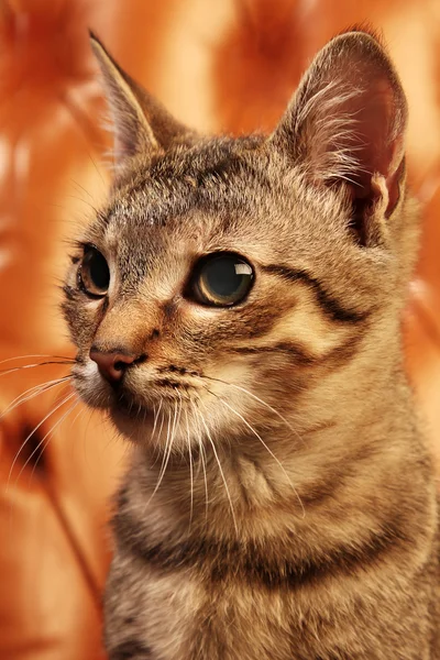 Gato no fundo marrom — Fotografia de Stock