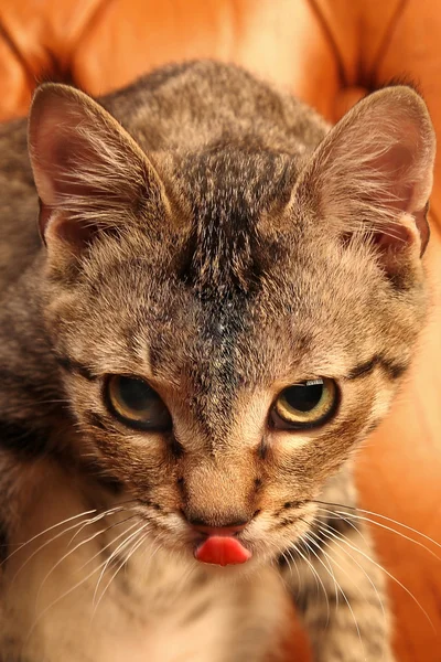 Katt på brun bakgrund — Stockfoto