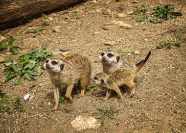 Mongoose family