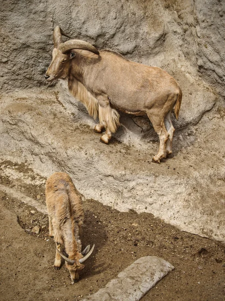 Bir uçurumun üstünde dağ keçileri — Stok fotoğraf