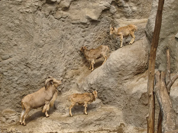 Скалолазание горных коз и баранов Стоковое Фото