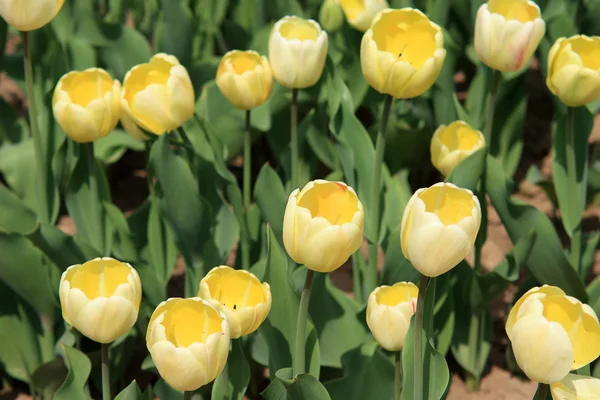 Kości Słoniowej tulipany — Zdjęcie stockowe