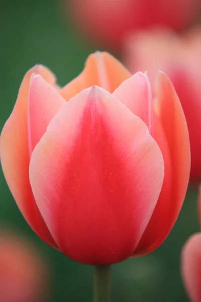 Piękny tulipan — Zdjęcie stockowe