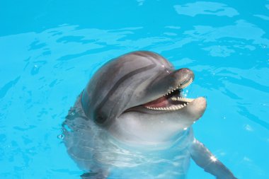 Smiling dolphin clipart