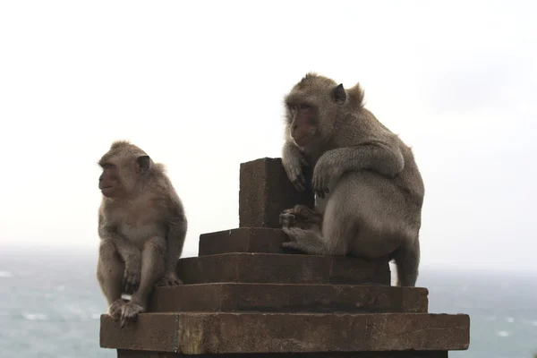 Dwie małpy — Zdjęcie stockowe