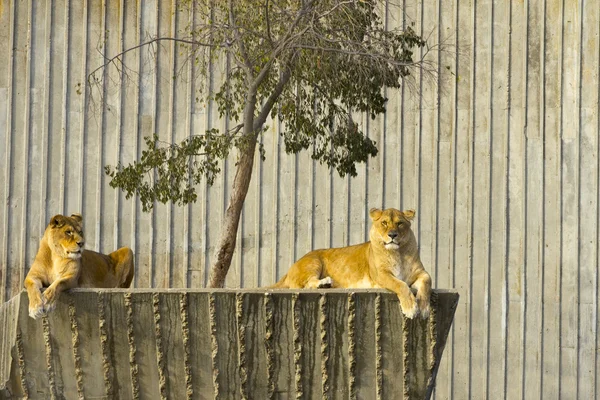 EDZR - Des lionnes au zoo — Photo