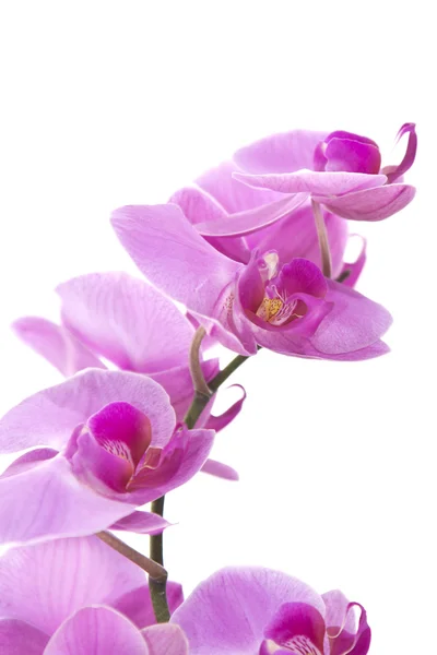 stock image EDZR - Purple Orchid