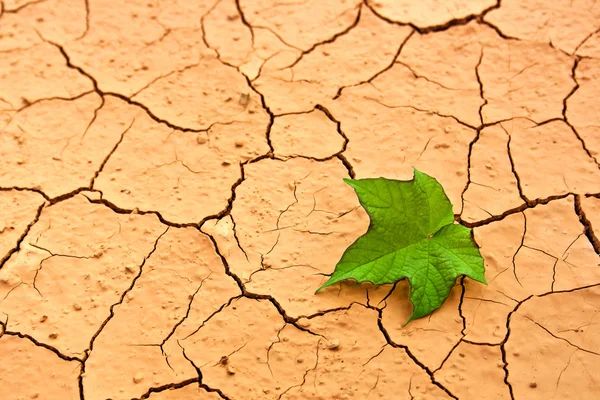 stock image Green leaf on cracked ground