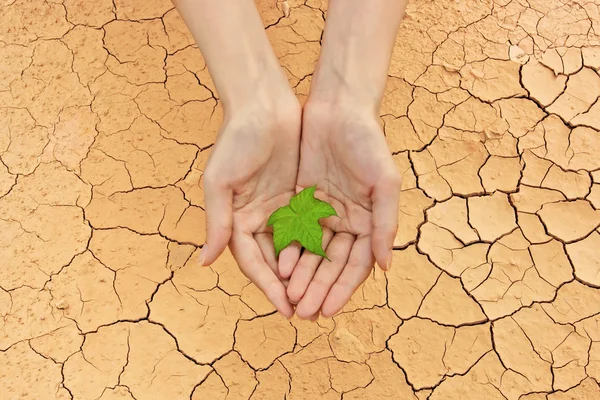 stock image The last leaf of hope