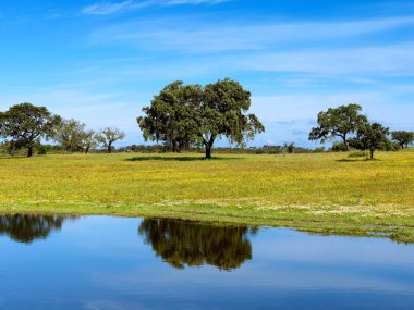 Portekiz'in alentejo