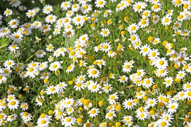 Marigold sarı çiçek kelebek ile