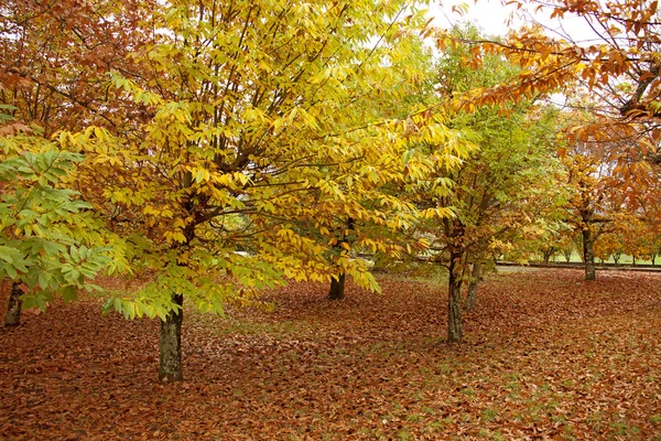 stock image Tree lined avenue in autumn fall with leaves covering the ground