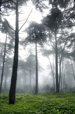 Vertical photo of pine trees in a forest with fog clipart