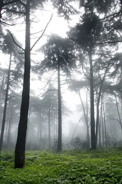 stock image Vertical photo of pine trees in a forest with fog