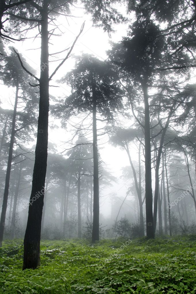 Vertical photo of pine trees in a forest with fog