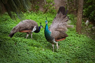 Peacock clipart