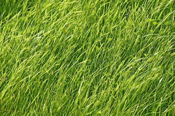 Piękna tekstura trawy — Zdjęcie stockowe