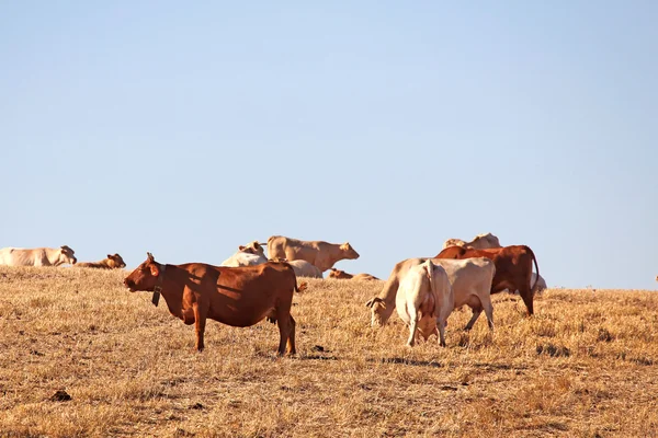 Lying cow pasture, alentejo, Portugal — Stock Photo, Image