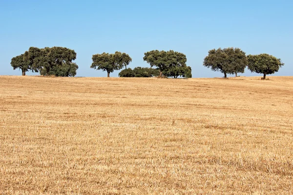 Alentejo bölgesinde ağaçlar, Portekiz.