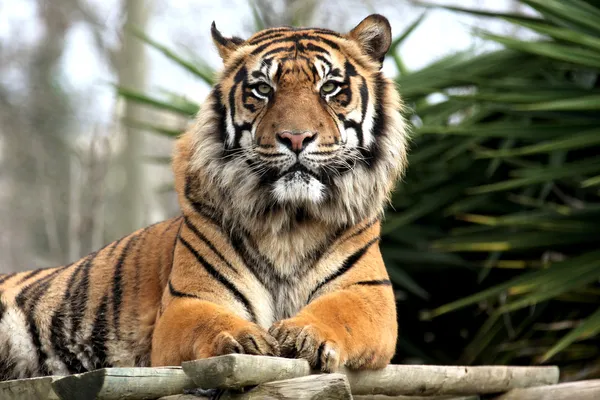 Tigre, zoológico de lisboa — Fotografia de Stock