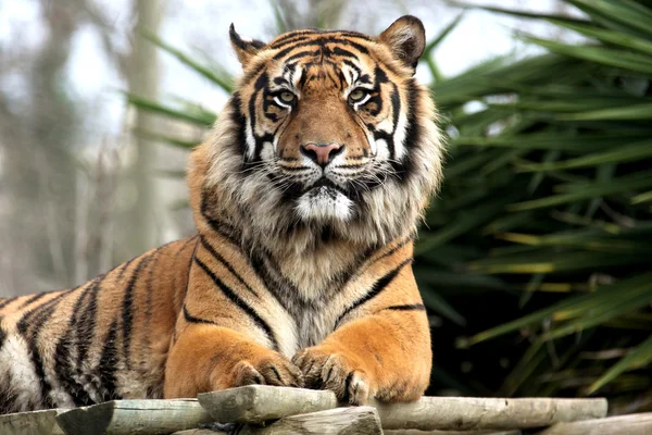 Tigre, zoo lisbon Images De Stock Libres De Droits