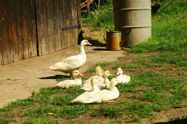 Goose family pack — Stock Photo, Image