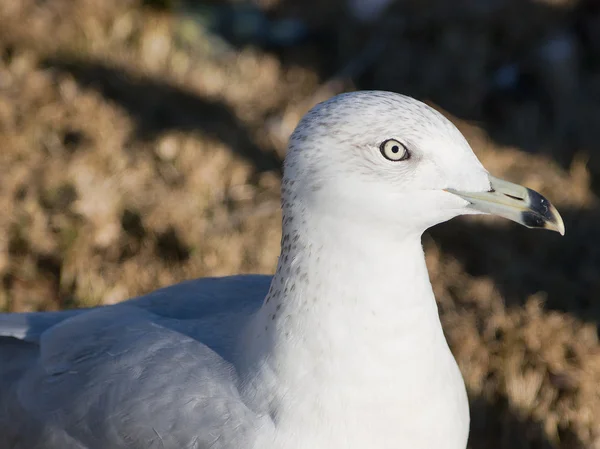White Seagull Profile — Stock Photo, Image