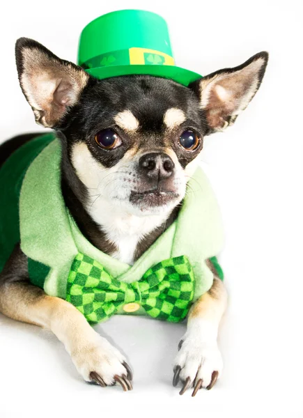 St. Patrick's Day Chihuahua — Stock Photo, Image