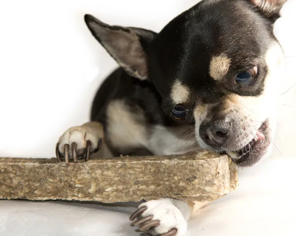 Chihuahua Eating a Bone — Stock Photo, Image