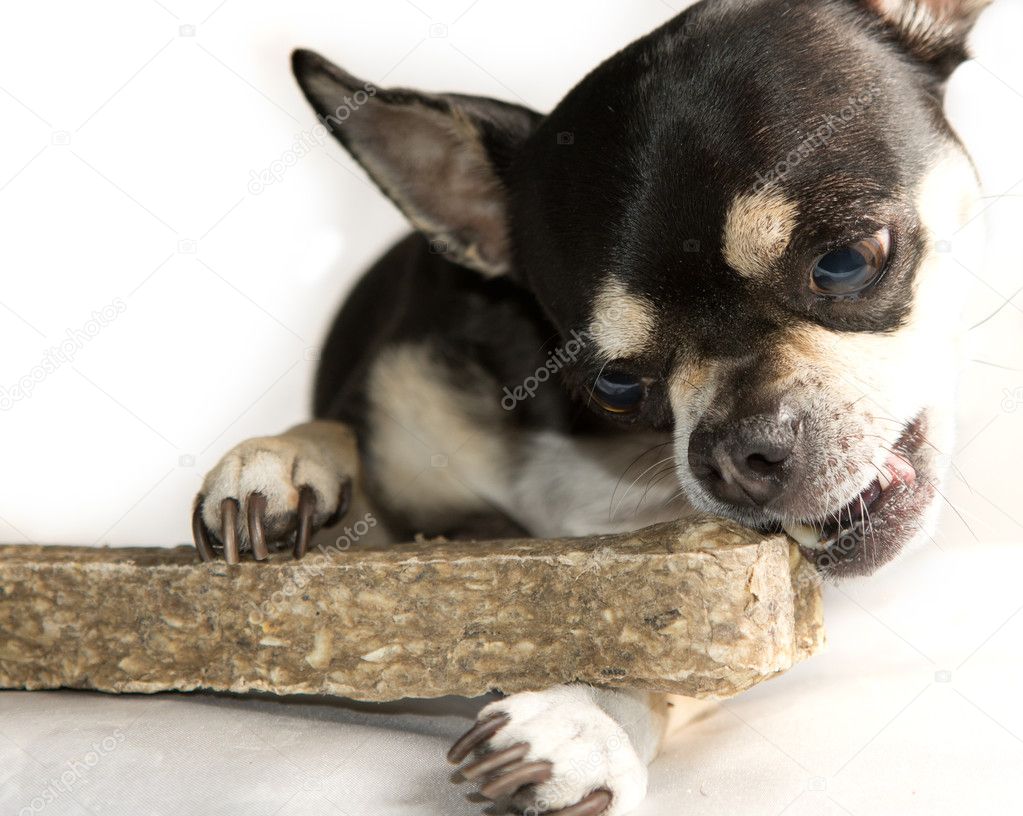 Chihuahua Eating a Bone
