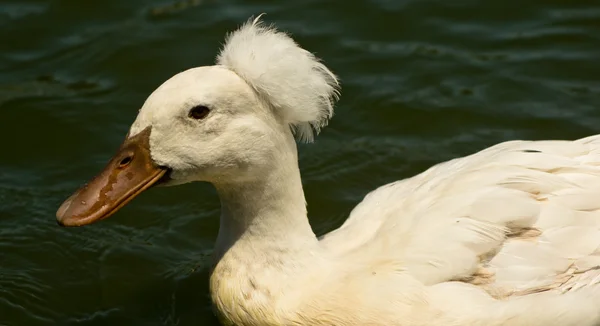 白色的凤头的鸭 — 图库照片