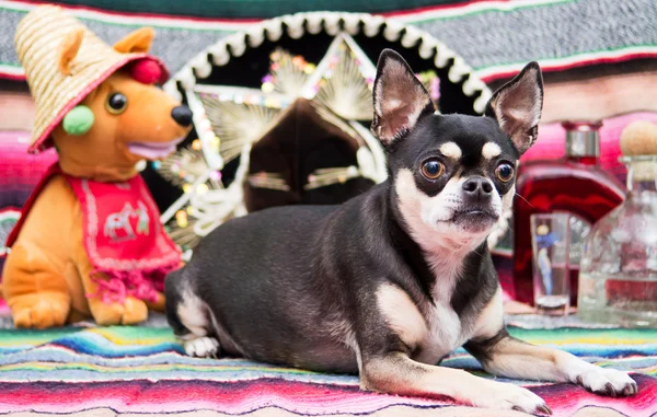 Chihuahua de cinco de maio — Fotografia de Stock