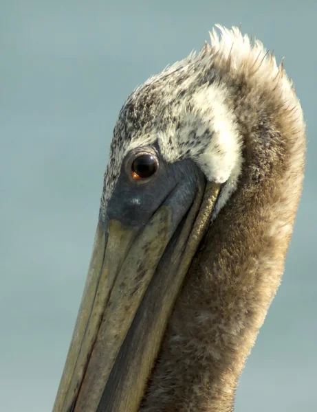 Бурий пелікан — стокове фото