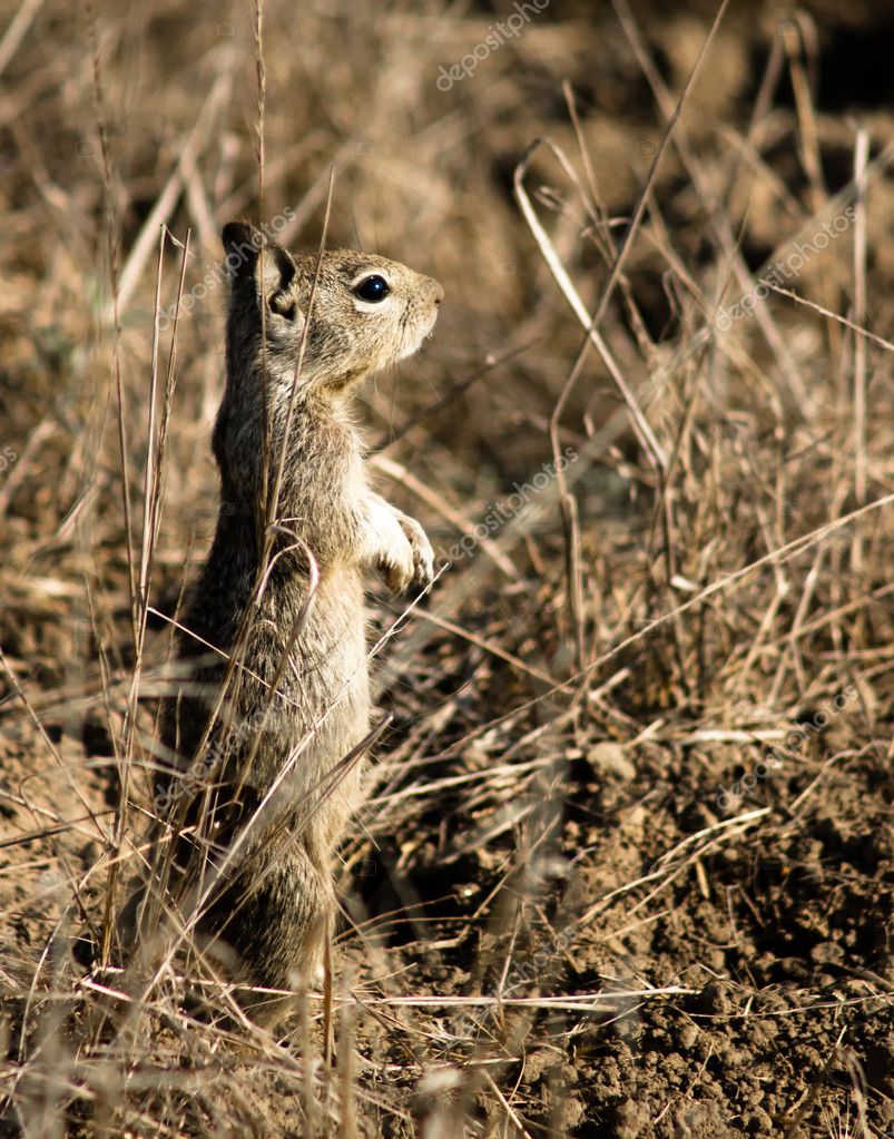 squirrel bolsas