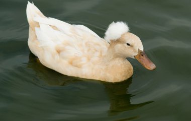 White Crested Duck in Water clipart