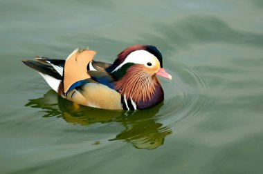 Male Mandarin Duck clipart