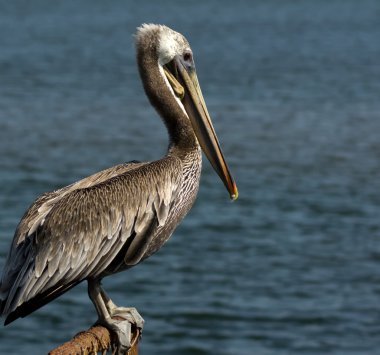Brown Pelican on Fence clipart
