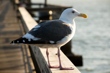 martı pier profil görünümü