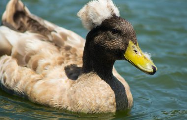 kahverengi tepeli cuck