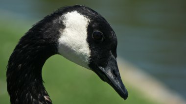 Canada Goose clipart