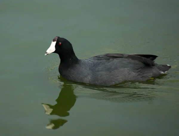 American Coot in Water — Stock Photo, Image