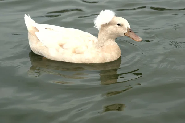Pato Crestado Blanco en el Agua —  Fotos de Stock