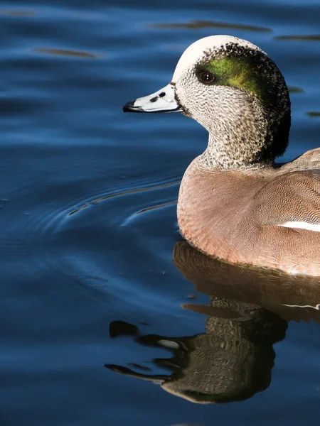 Duck in Water — Stock Photo, Image